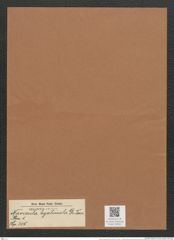 Navicula hyalinula De-Toni (de-Toni-Nr.: Genus 1, Species 305) Zeichnungen Sammlung Grunow Mappe 00261 (Herbarium_W_Grunow_drawings_Folder_00261)